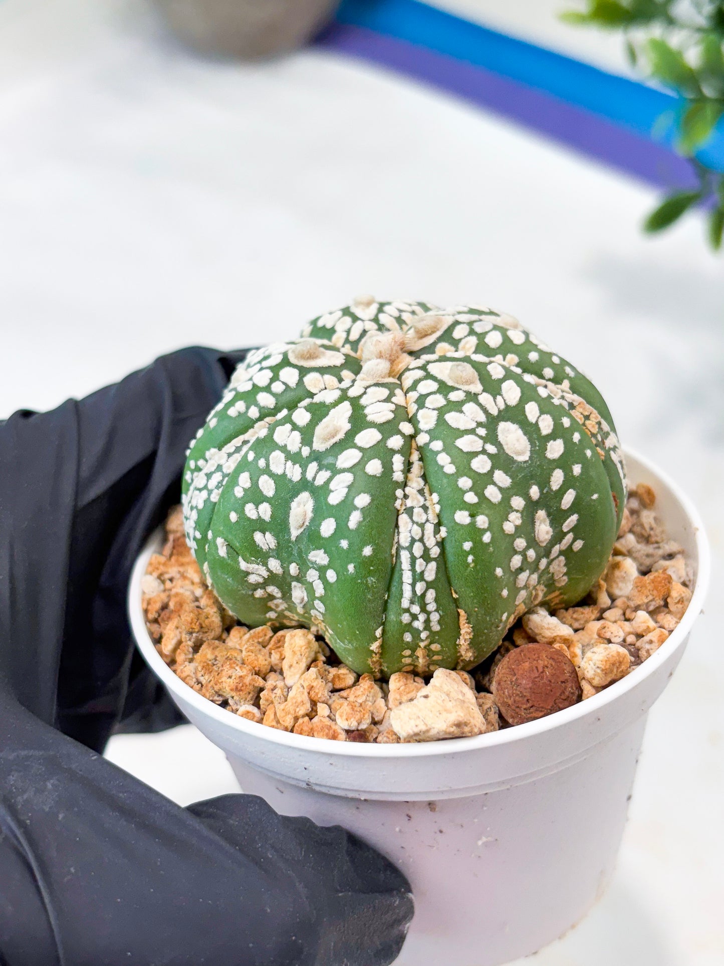 Astrophytum 5-Rib (T11) (y2) | Imported From Taiwan