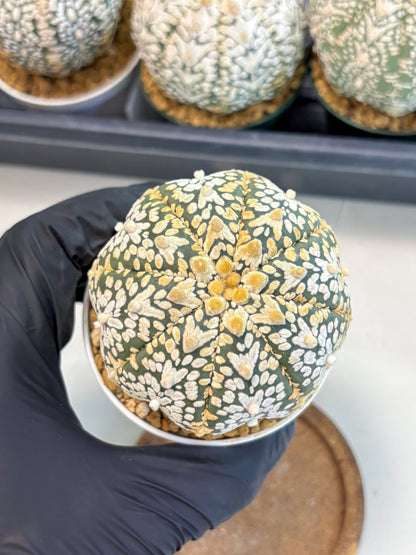 Astrophytum V-Type (at6) (y7) | Rare Star Cactus