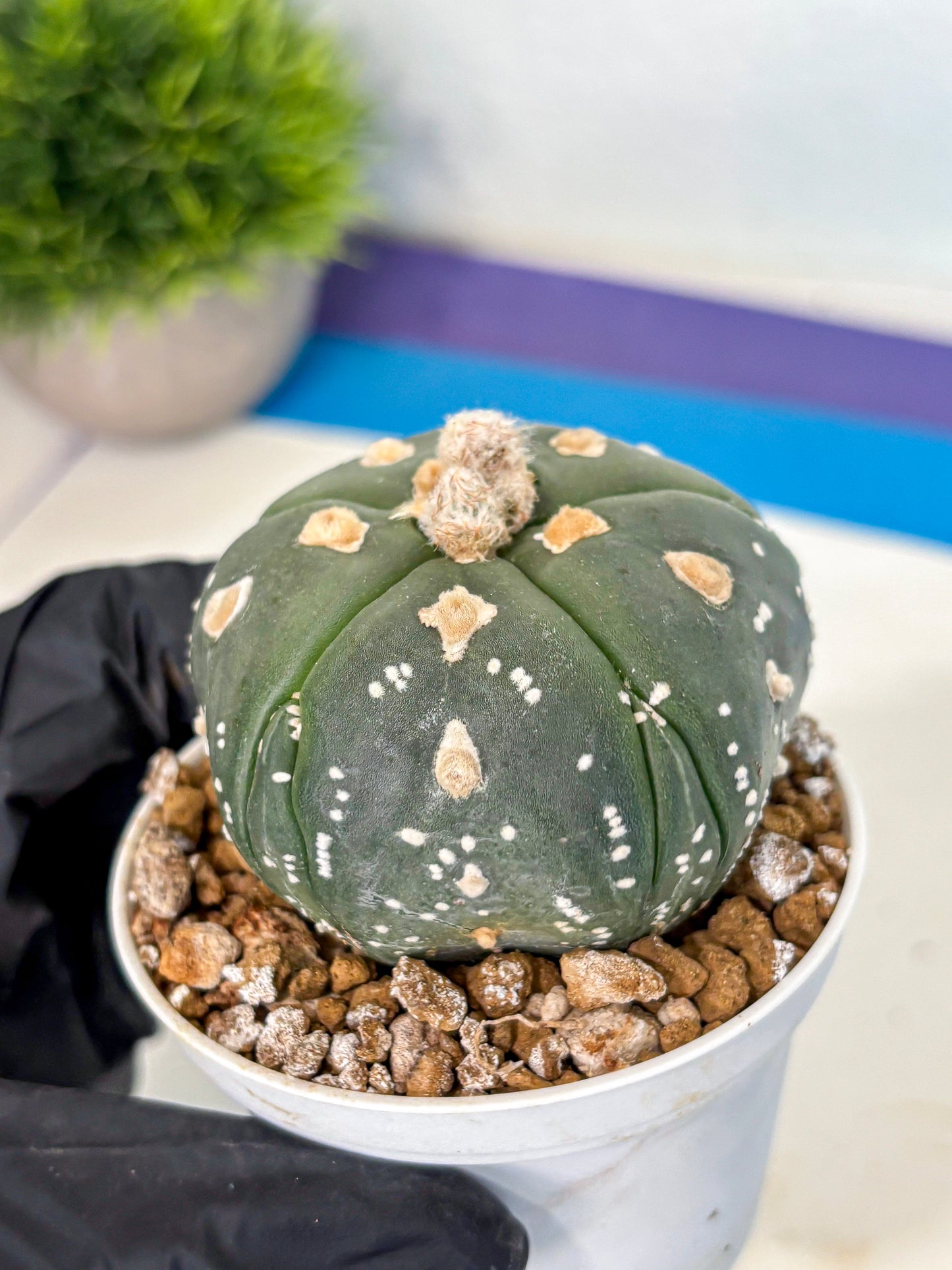 Astrophytum 5-Ribs (at7) (b3) | Living Rocks