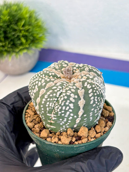 Astrophytum Fukuryu (at8) (12) | Rare Plant | Succulent Cactus