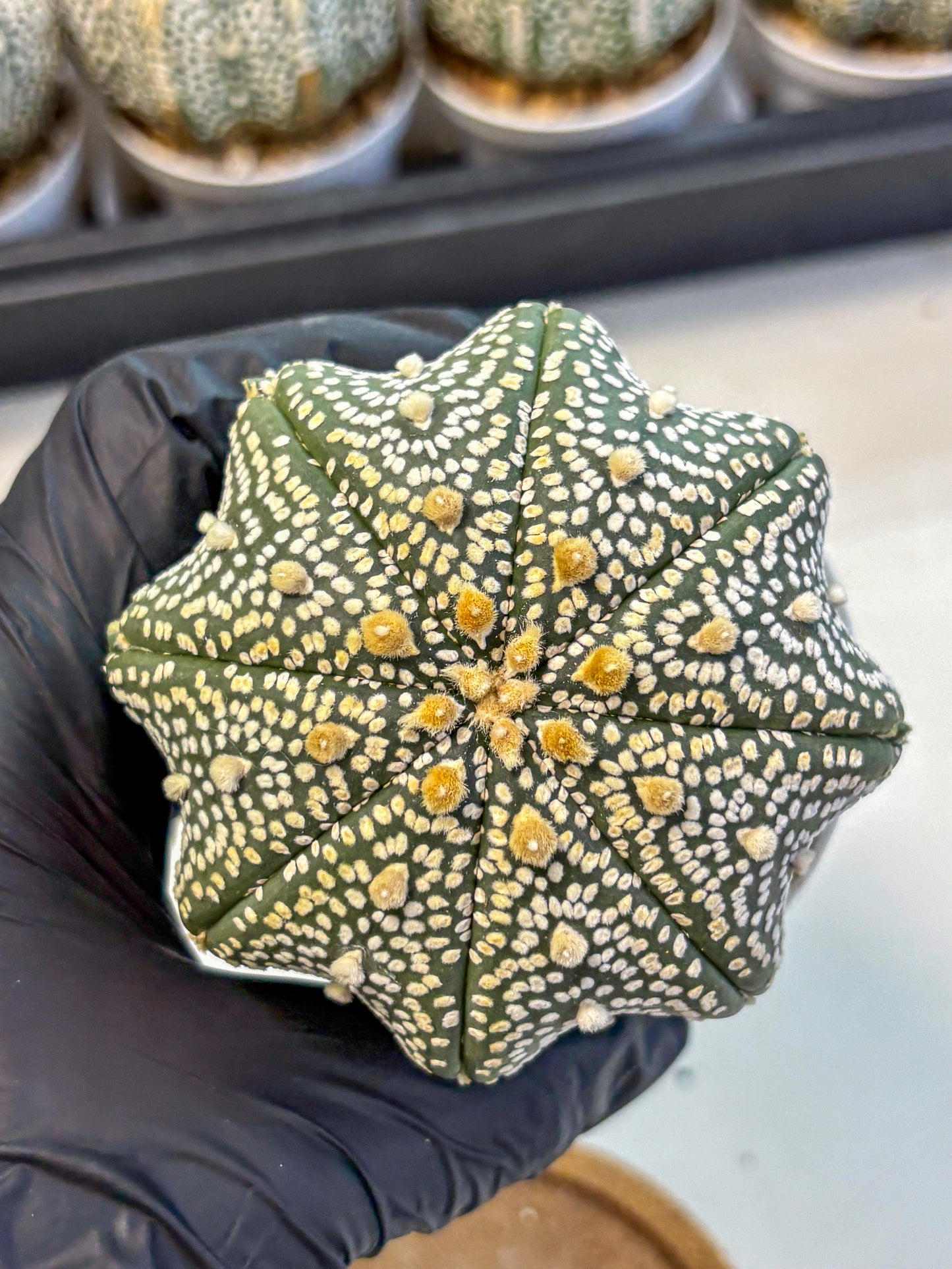 Astrophytum Super Kabuto (at10) (13) | sand dollar cactus