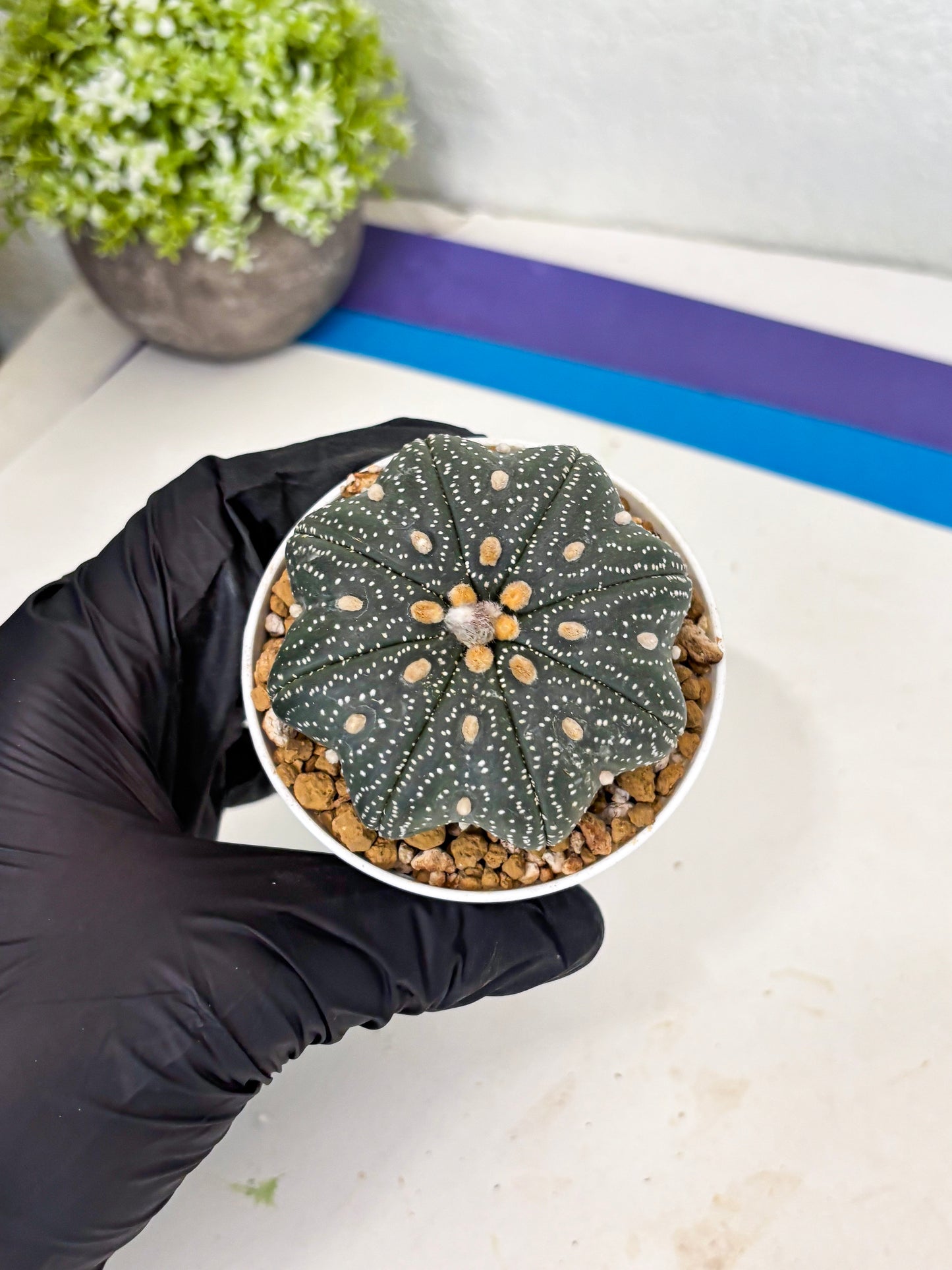 Astrophytum Star Shape (at3) (p7) | Very Rare Cactus