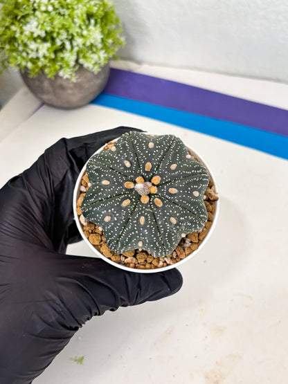 Astrophytum Star Shape (at3) (p7) | Very Rare Cactus