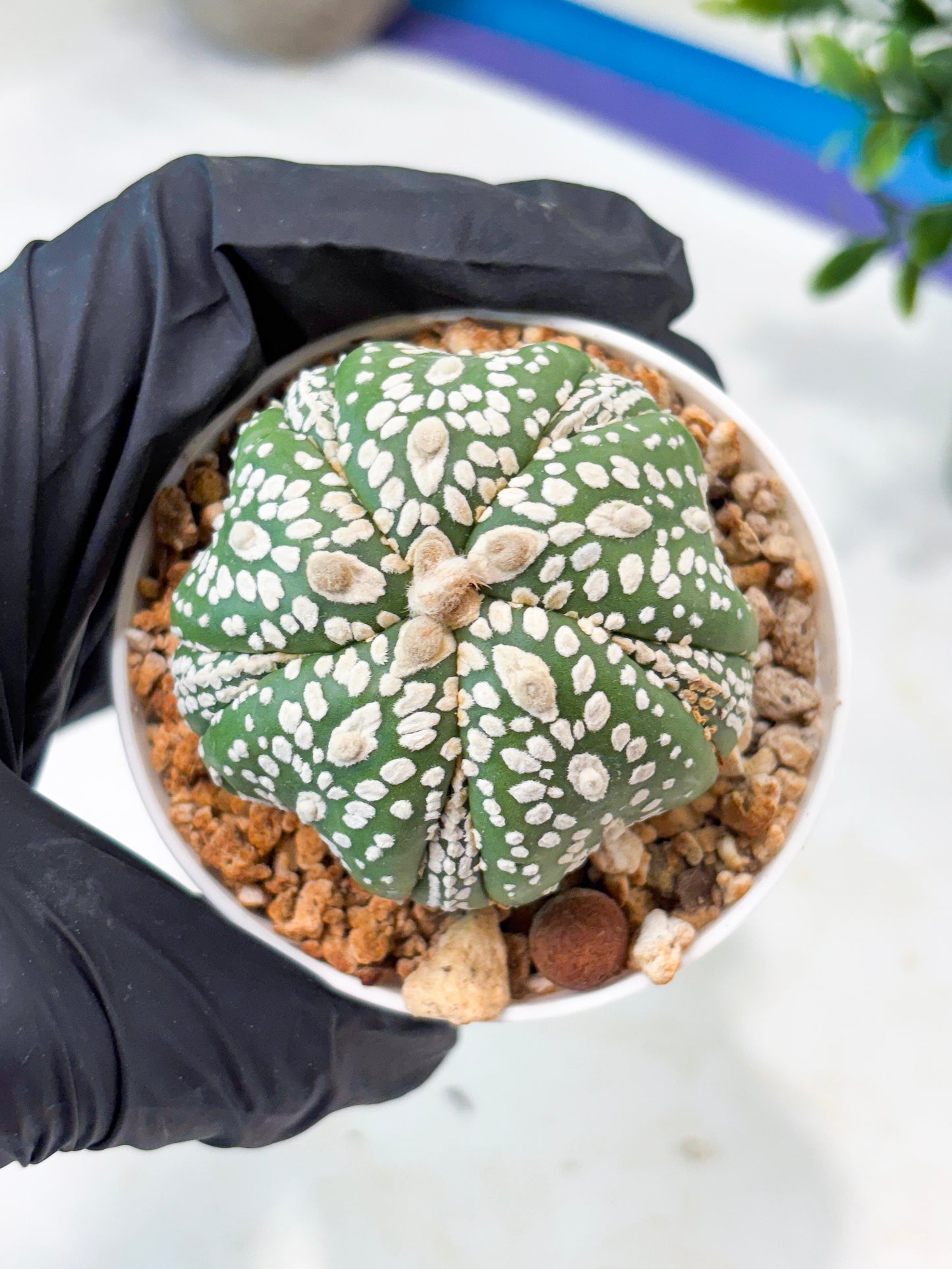 Astrophytum 5-Rib (T11) (y2) | Imported From Taiwan