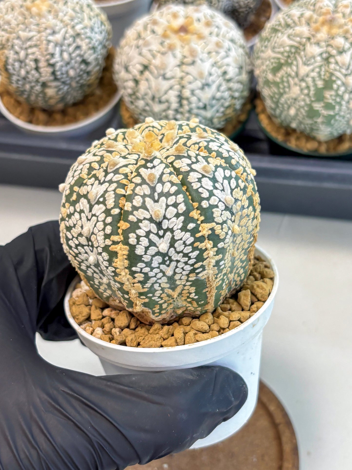 Astrophytum V-Type (at6) (y7) | Rare Star Cactus