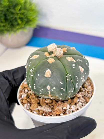 Astrophytum 5-Ribs (at7) (b3) | Living Rocks