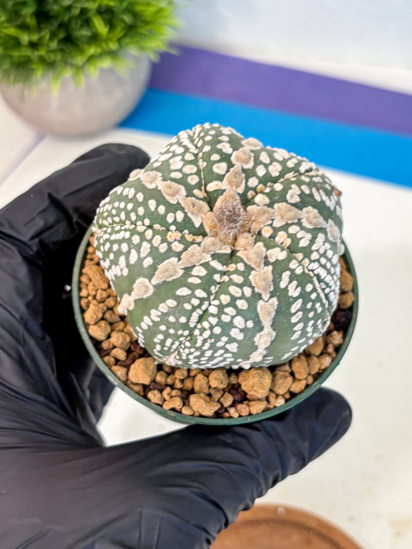 Astrophytum Fukuryu (at8) (12) | Rare Plant | Succulent Cactus