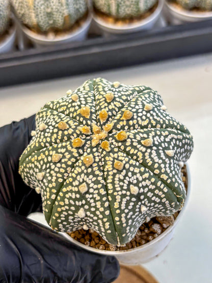 Astrophytum Super Kabuto (at10) (13) | sand dollar cactus