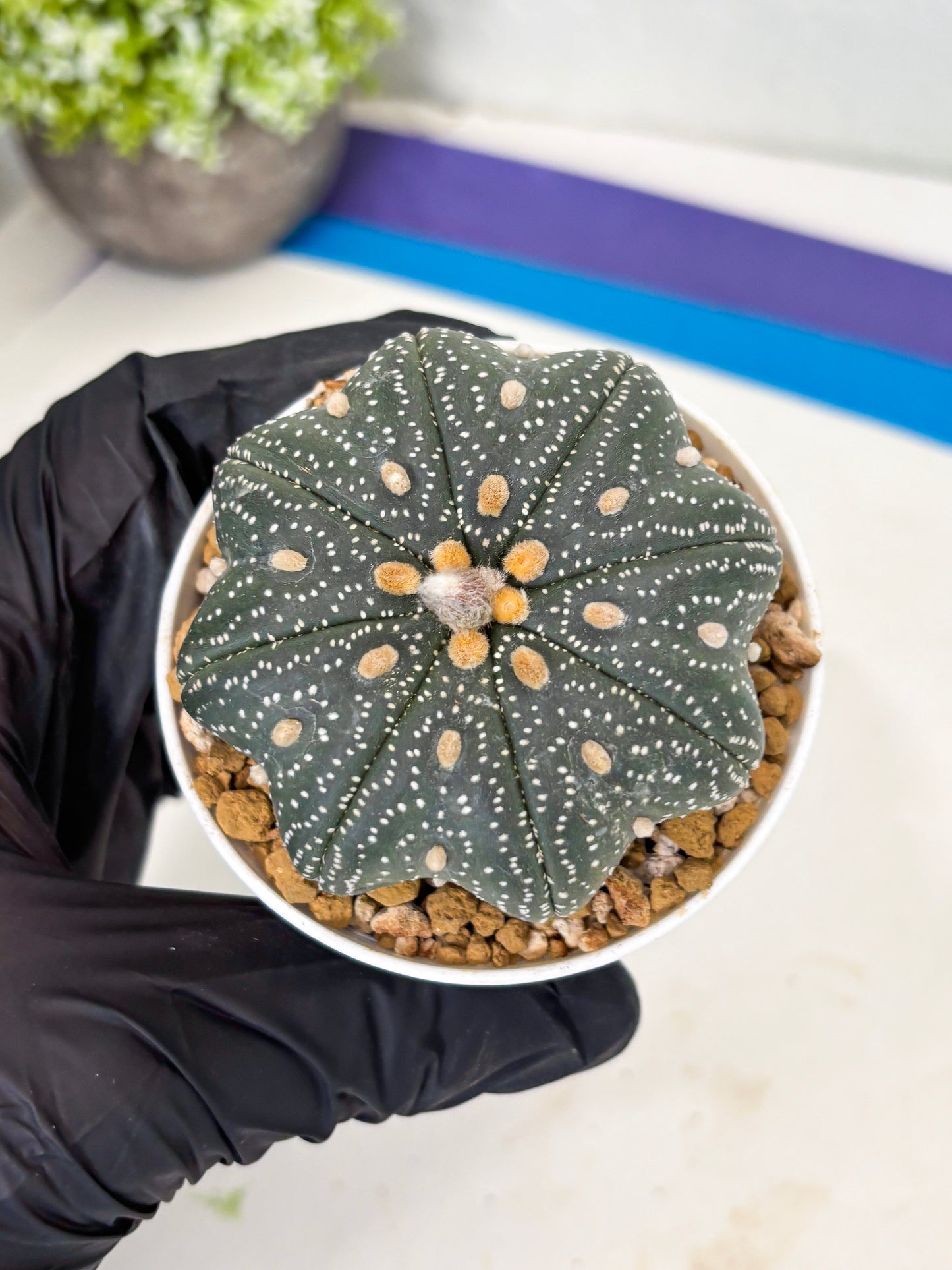 Astrophytum Star Shape (at3) (p7) | Very Rare Cactus