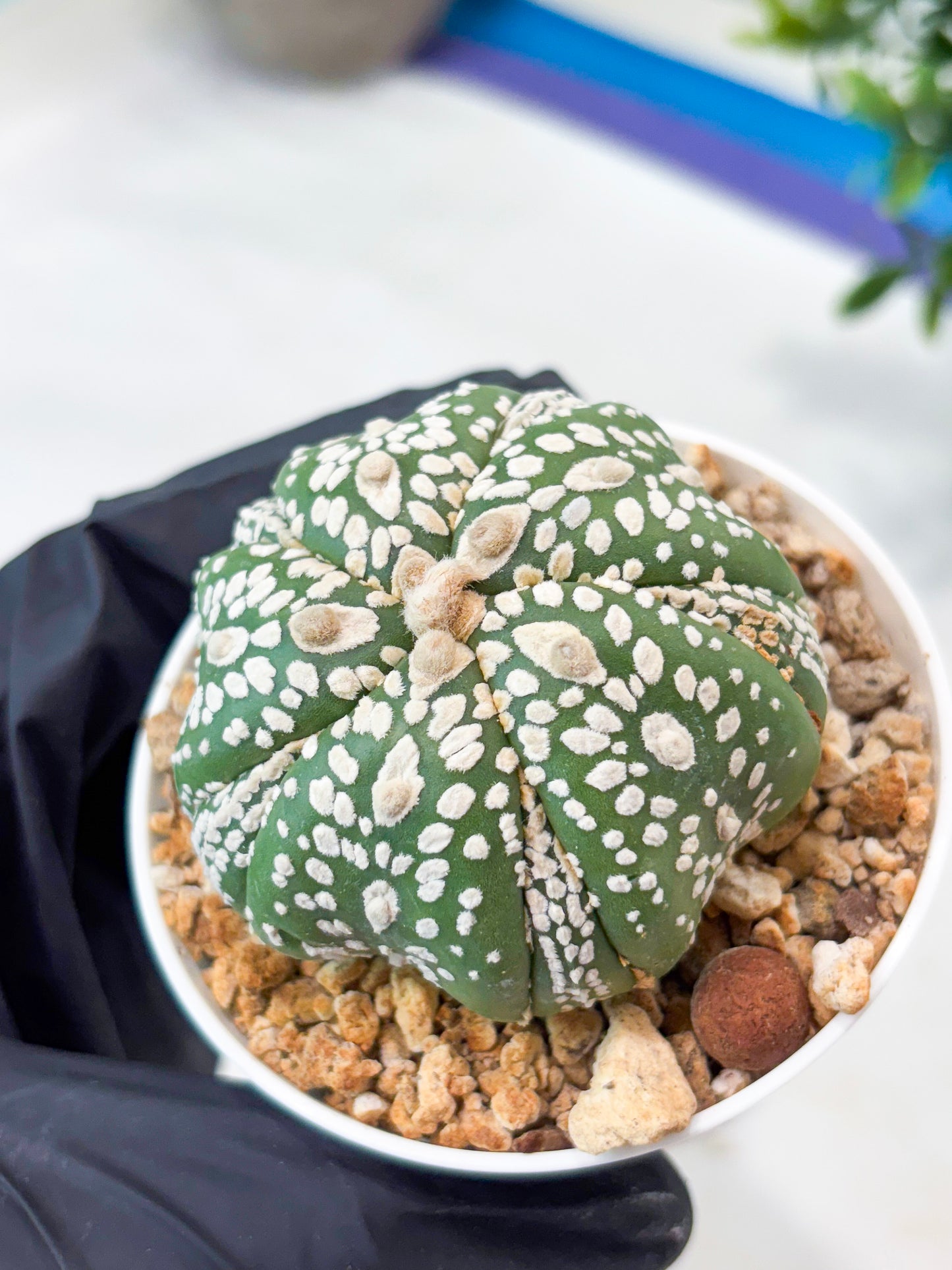 Astrophytum 5-Rib (T11) (y2) | Imported From Taiwan