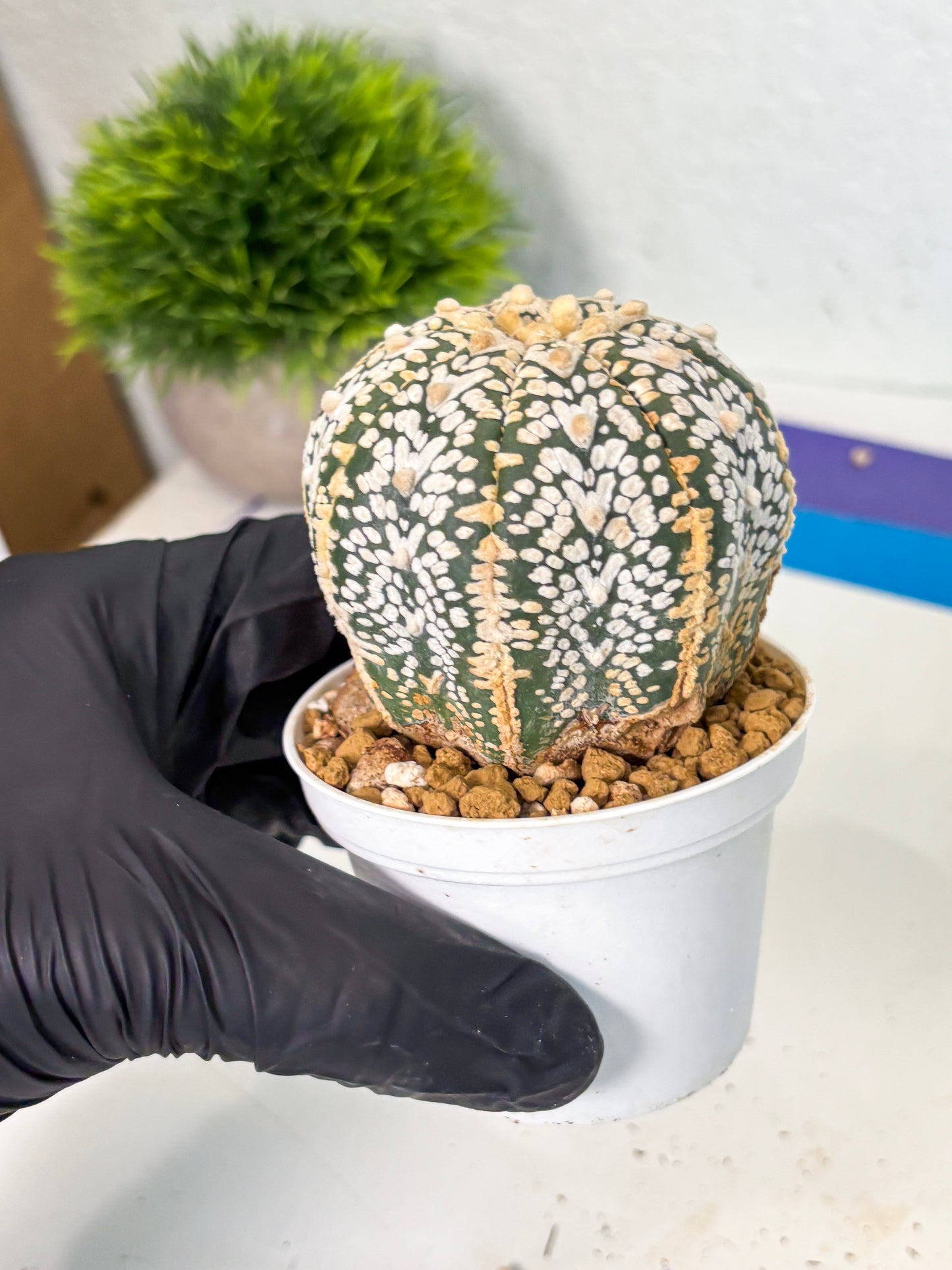 Astrophytum V-Type (at6) (y7) | Rare Star Cactus