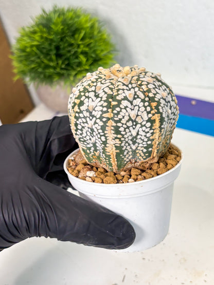Astrophytum V-Type (at6) (y7) | Rare Star Cactus