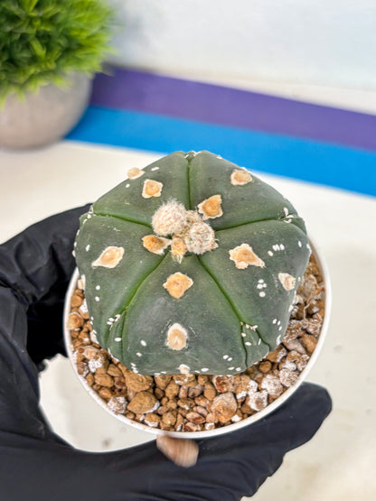 Astrophytum 5-Ribs (at7) (b3) | Living Rocks