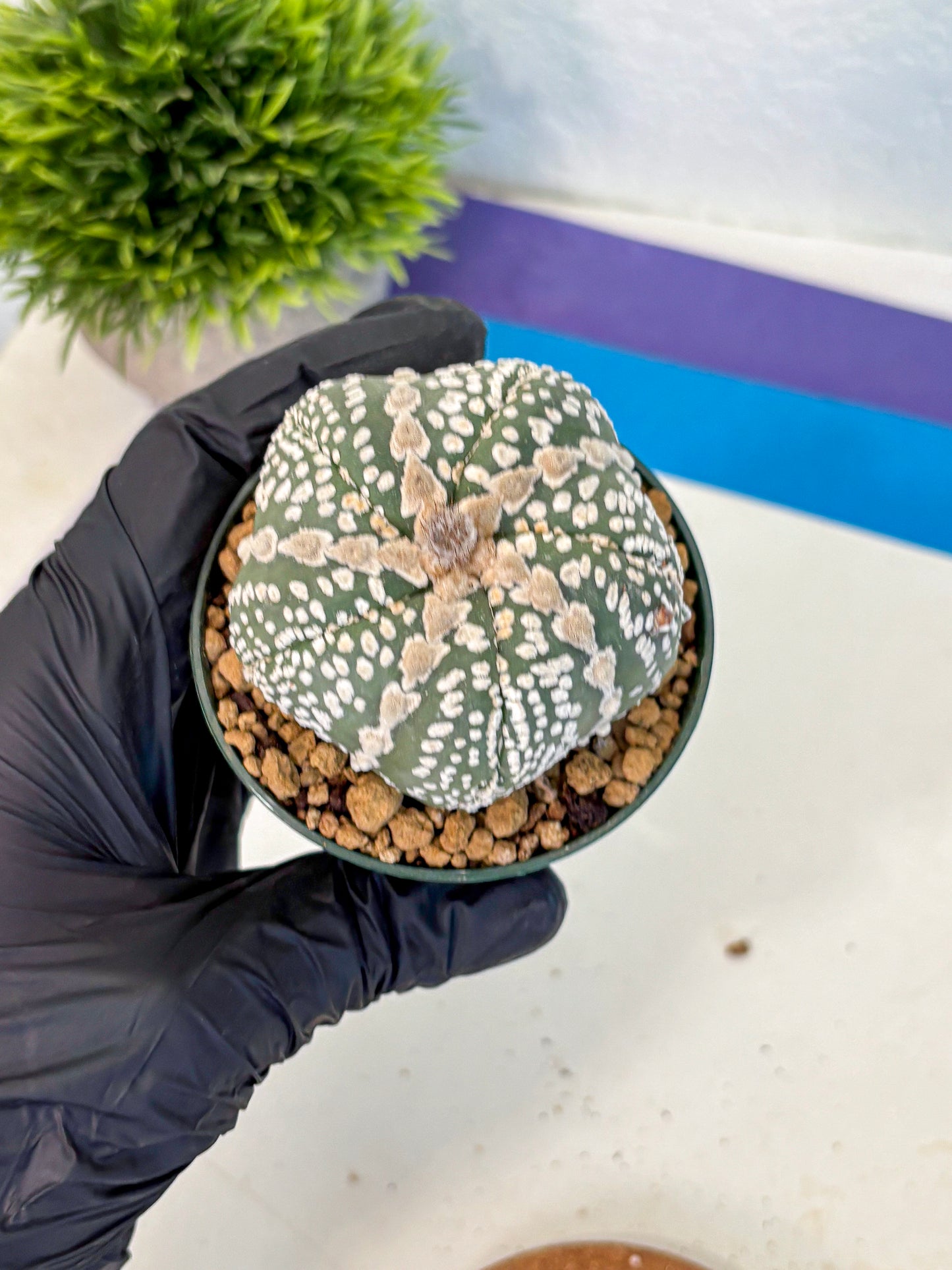 Astrophytum Fukuryu (at8) (12) | Rare Plant | Succulent Cactus