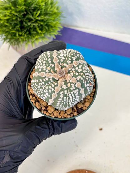 Astrophytum Fukuryu (at8) (12) | Rare Plant | Succulent Cactus