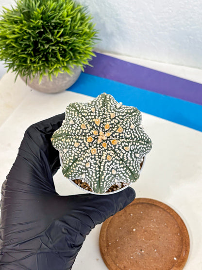Astrophytum Super Kabuto (at10) (13) | sand dollar cactus