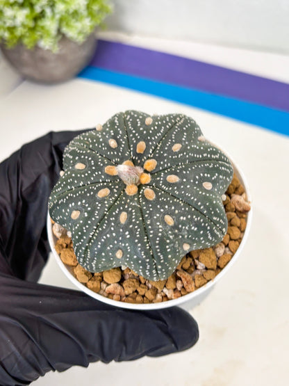 Astrophytum Star Shape (at3) (p7) | Very Rare Cactus