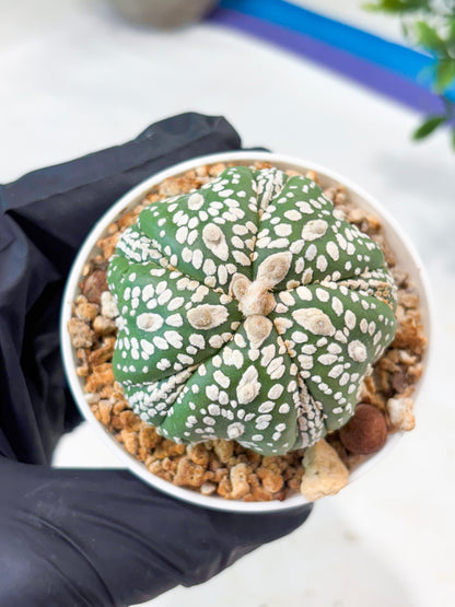 Astrophytum 5-Rib (T11) (y2) | Imported From Taiwan