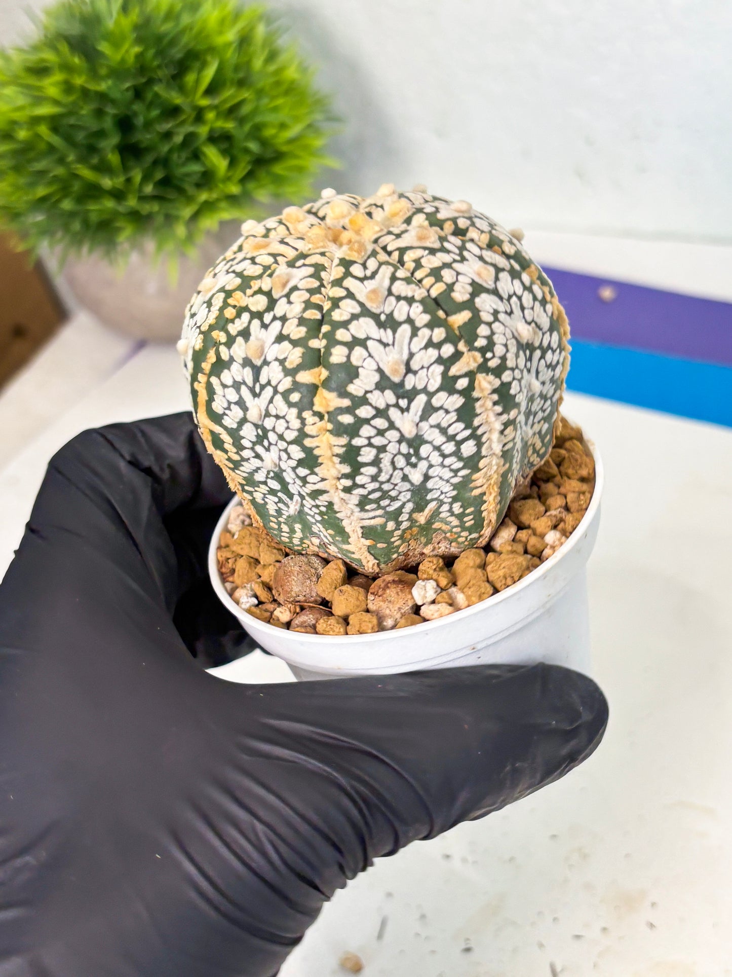 Astrophytum V-Type (at6) (y7) | Rare Star Cactus