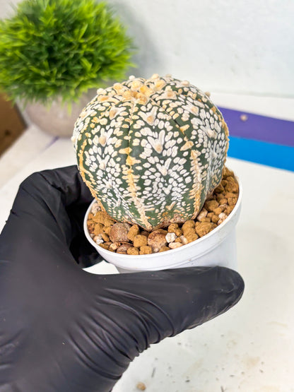 Astrophytum V-Type (at6) (y7) | Rare Star Cactus