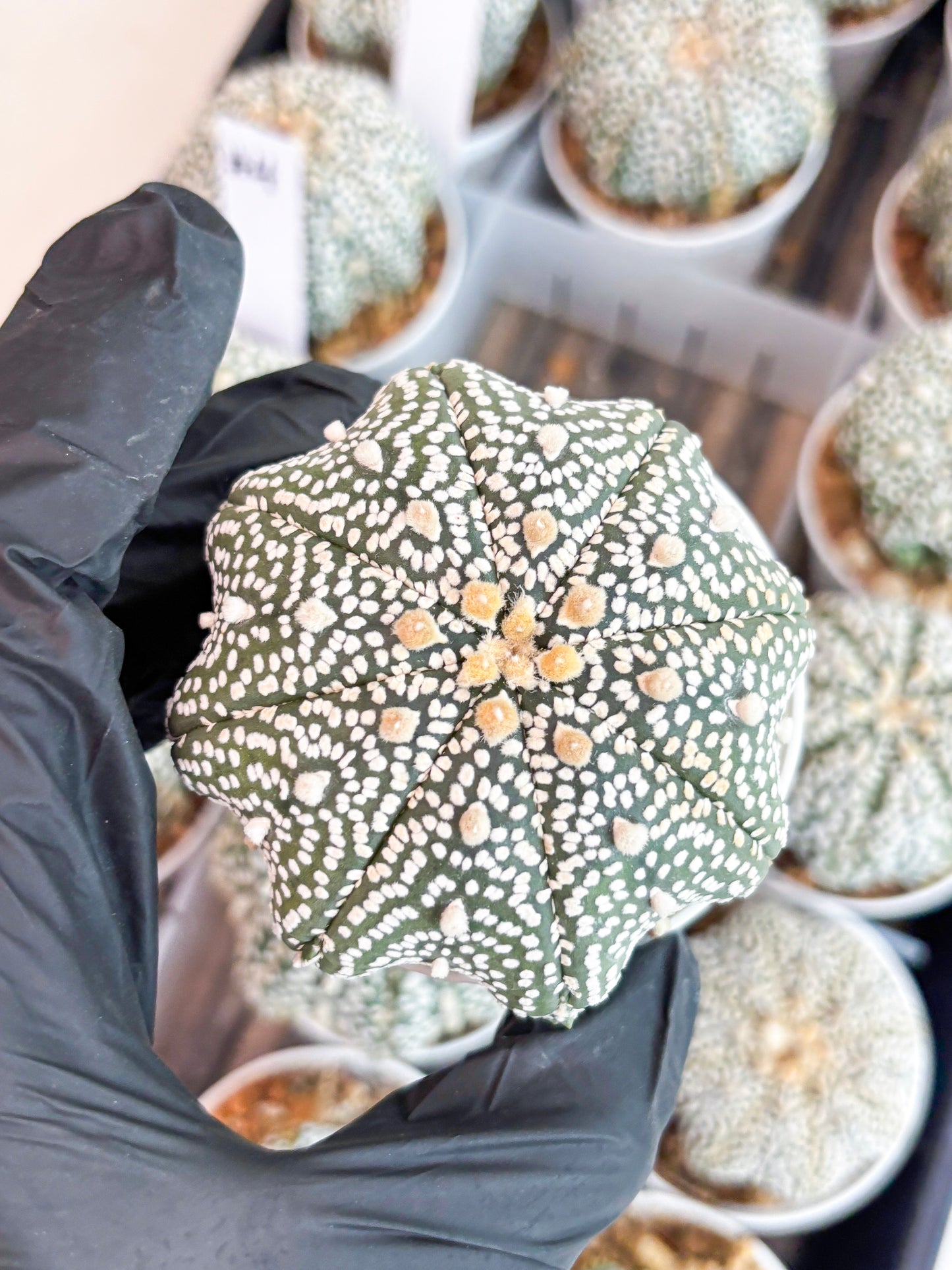 Astrophytum Super Kabuto (t7) (b5) | Imported Plants | 3" Pot