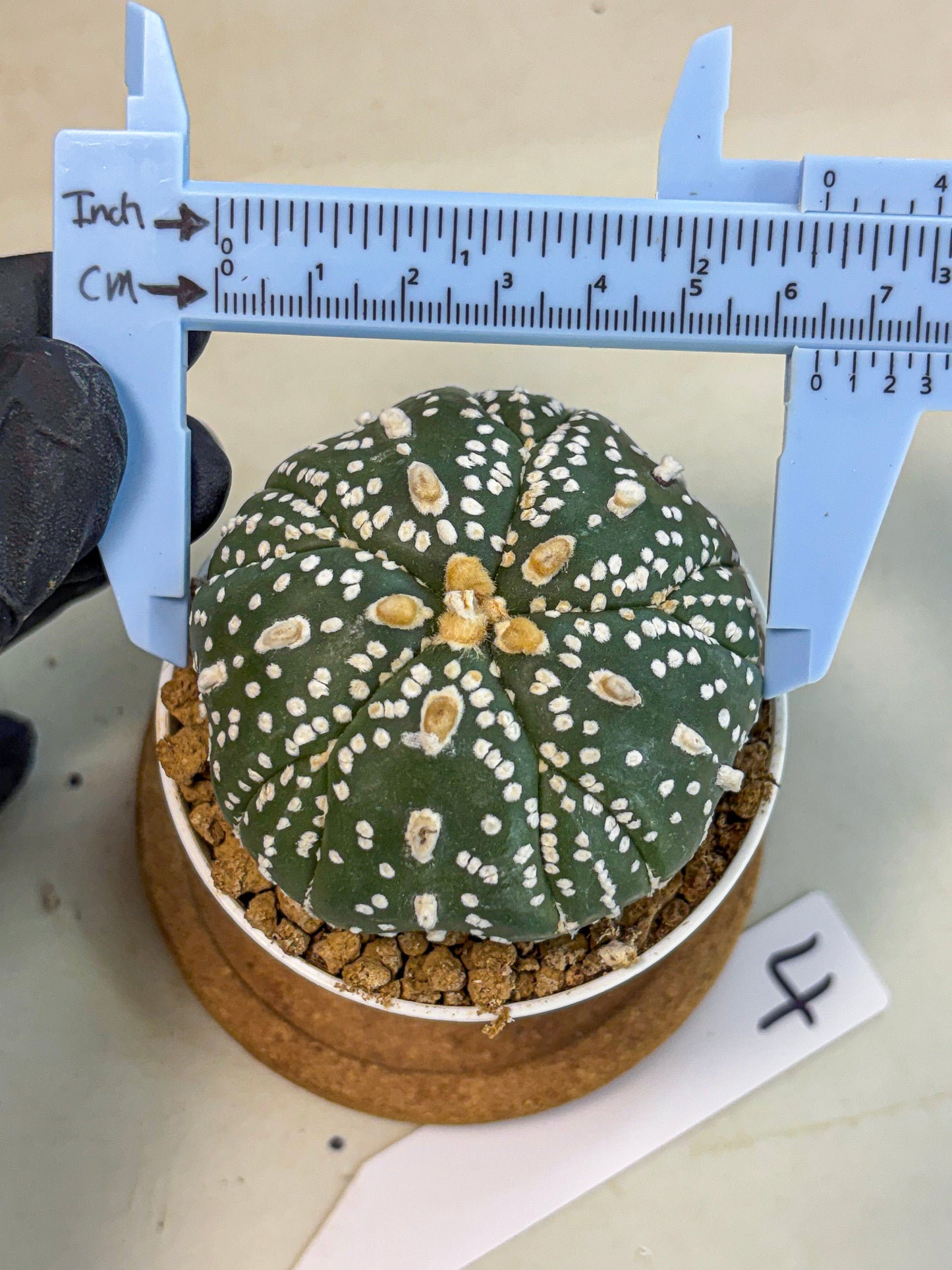 Astrophytum 5-Ribs (at7) (b4) | Living Rocks