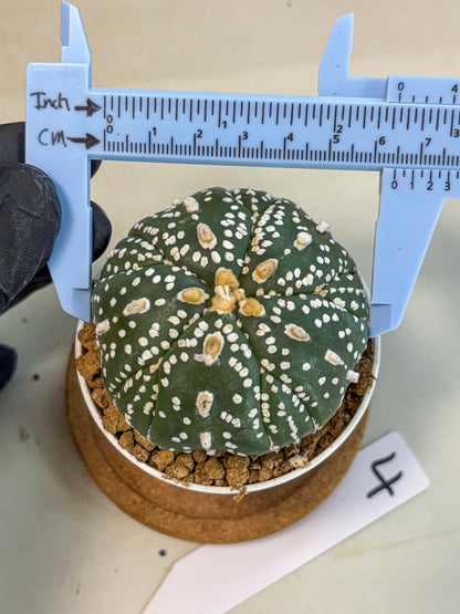 Astrophytum 5-Ribs (at7) (b4) | Living Rocks