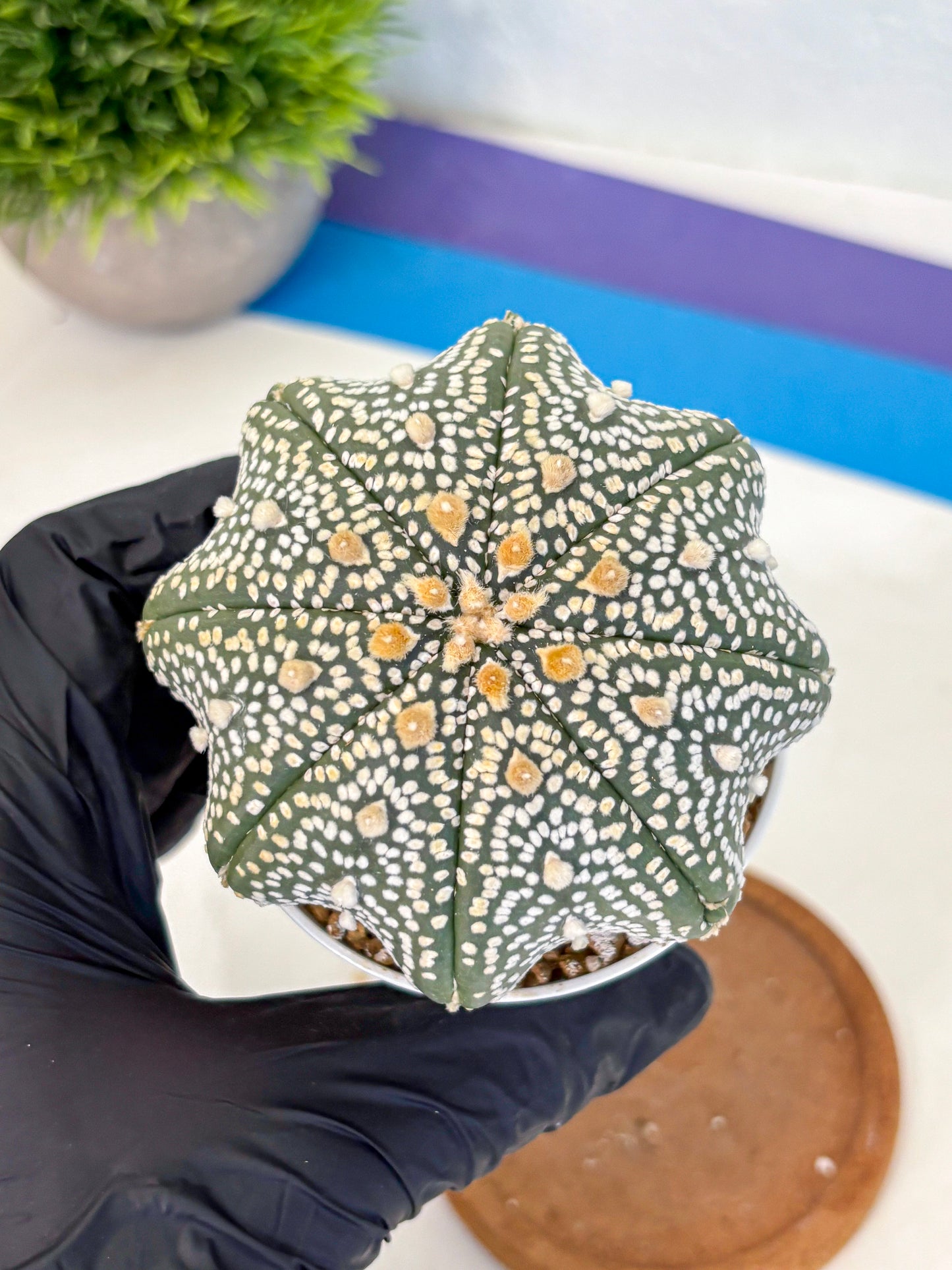 Astrophytum Super Kabuto (at10) (13) | sand dollar cactus