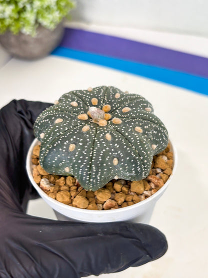 Astrophytum Star Shape (at3) (p7) | Very Rare Cactus