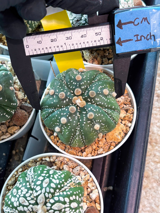 Astrophytum 5-Rib (T11) (y3) | Imported From Taiwan