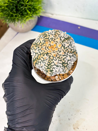 Astrophytum V-Type (at6) (y7) | Rare Star Cactus