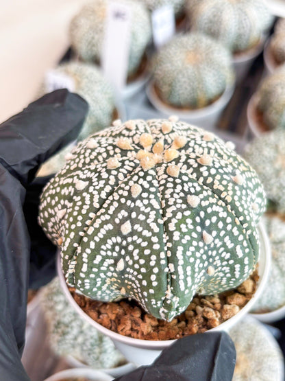 Astrophytum Super Kabuto (t7) (b4) | Imported Plants | 3" Pot