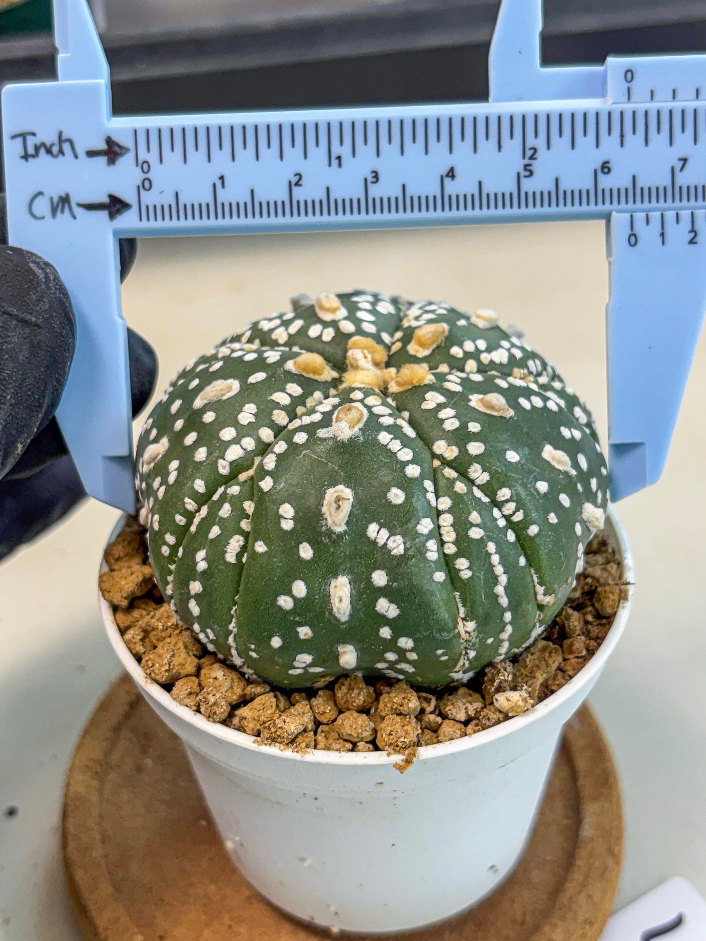 Astrophytum 5-Ribs (at7) (b4) | Living Rocks