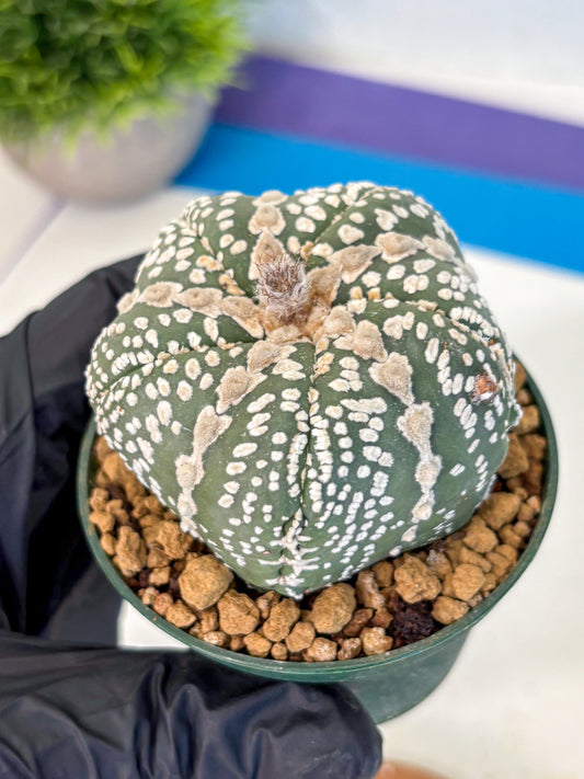 Astrophytum Fukuryu (at8) (12) | Rare Plant | Succulent Cactus