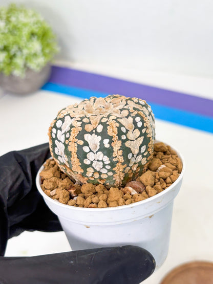 Astrophytum V-Type (at1) (p7) | Imported Cactus