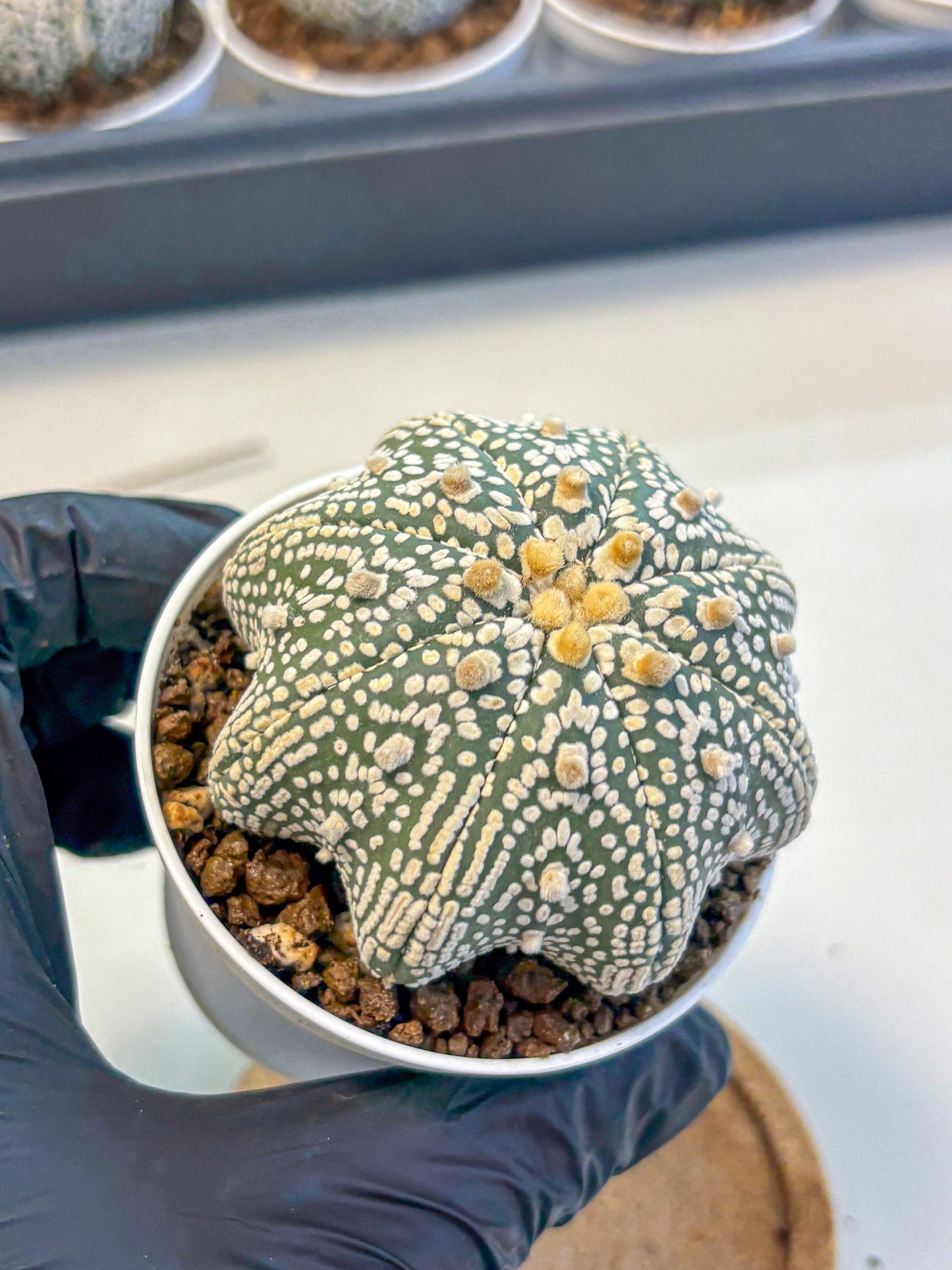 Astrophytum V Type (at5) (05) |  Sea urchin cactus