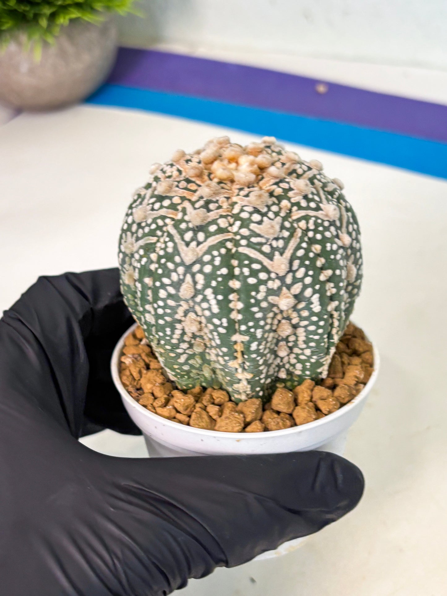 Astrophytum V-Type (at5) (p4) | Rare imported Plant