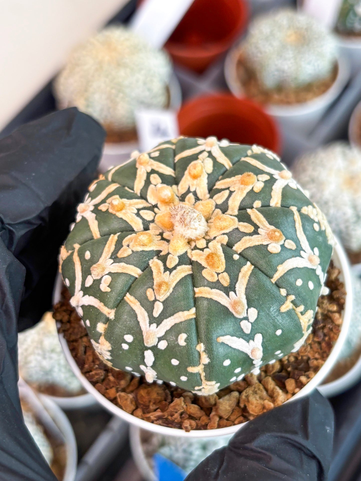 Astrophytum Super Kabuto V Type (T4) (y5) | Las Vegas Seller | 3" Pot