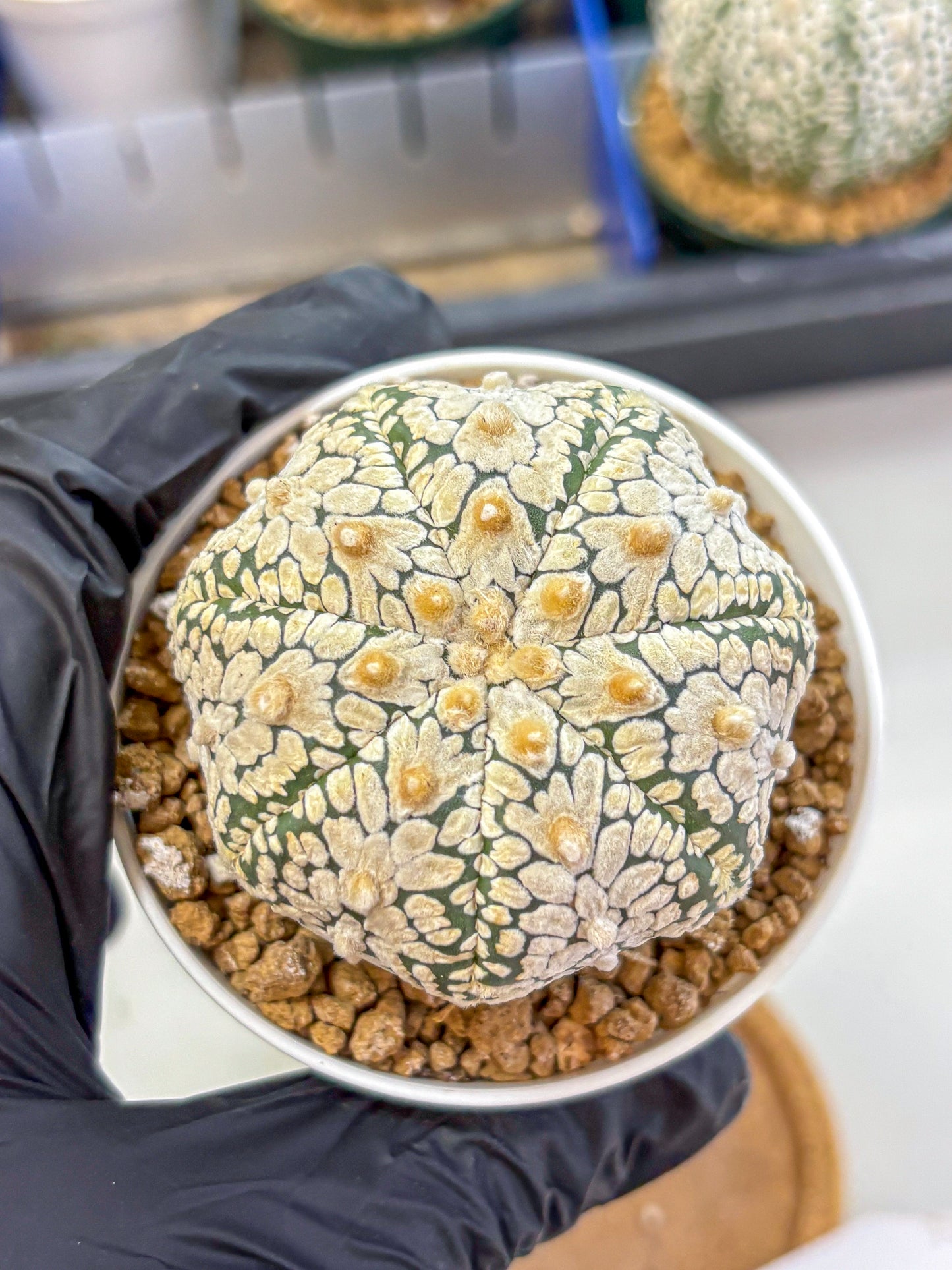 Astrophytum V Type (at2) (05) | Live Plant | Rare Collection
