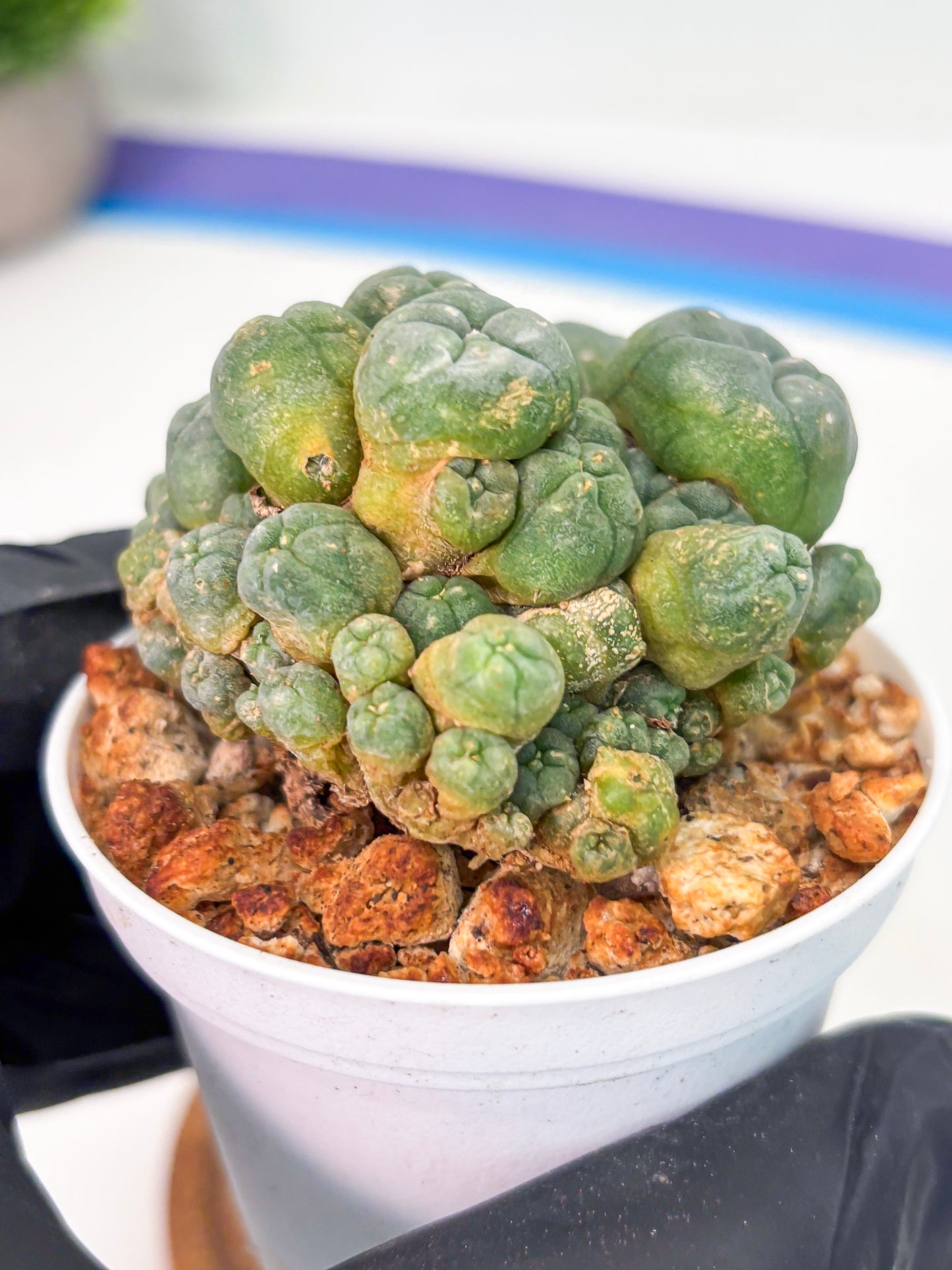 Spineless Cactus (Lo1) (g3) | For Advanced Growers