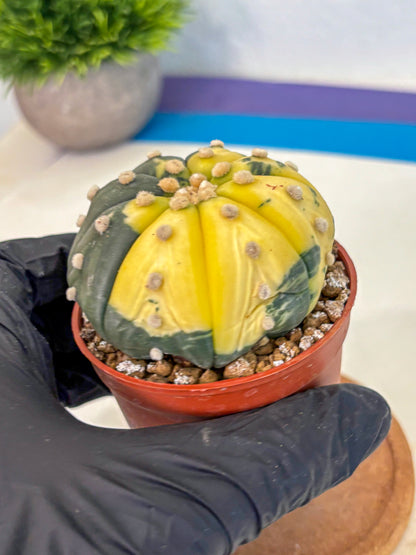 Astrophytum Variegated (at9) (05) | Rare Plant | Live Cactus