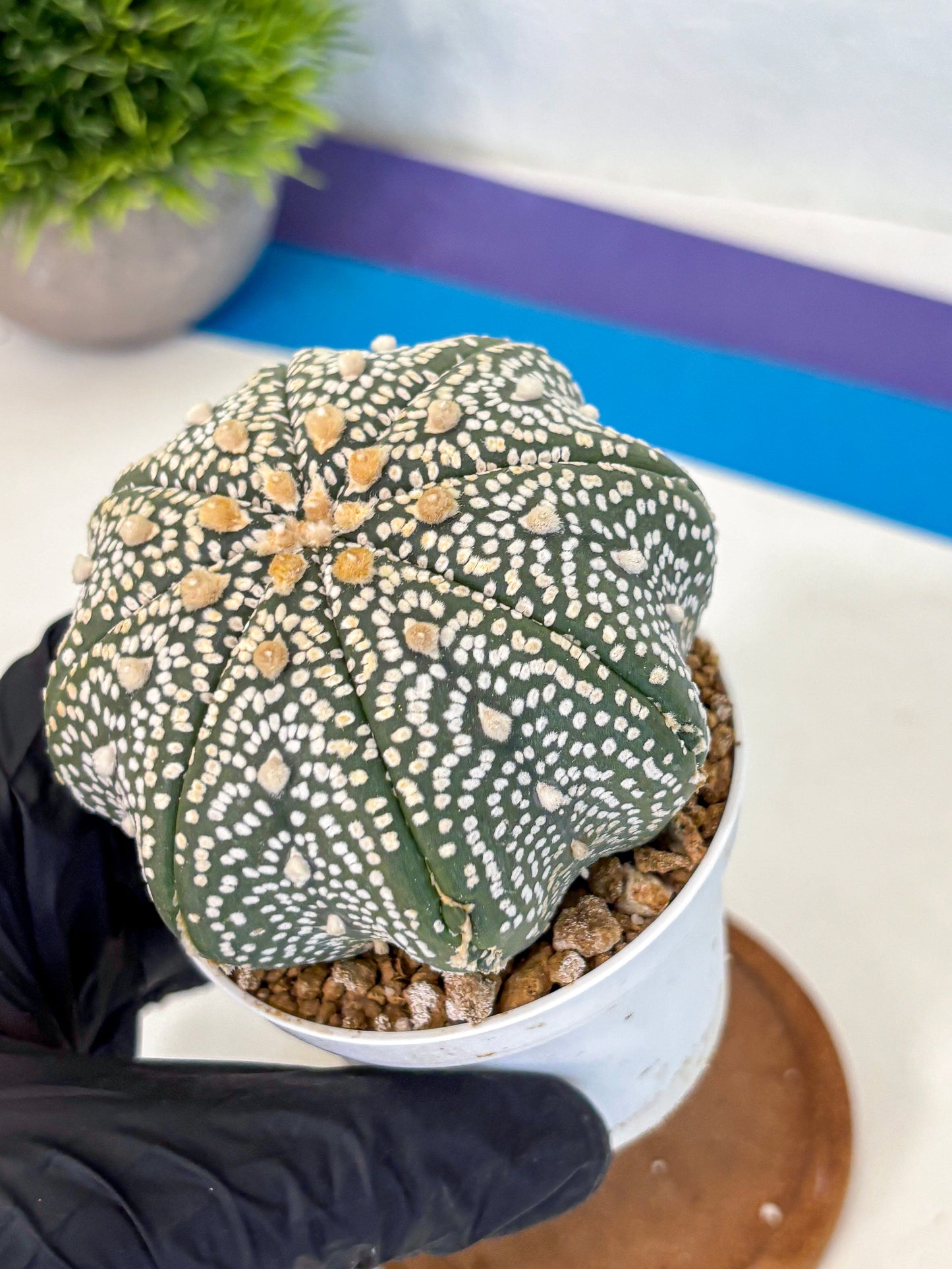 Astrophytum Super Kabuto (at10) (13) | sand dollar cactus
