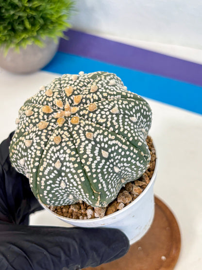 Astrophytum Super Kabuto (at10) (13) | sand dollar cactus