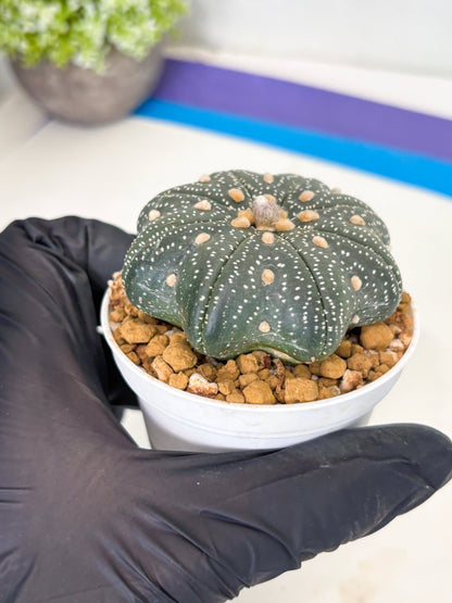 Astrophytum Star Shape (at3) (p7) | Very Rare Cactus