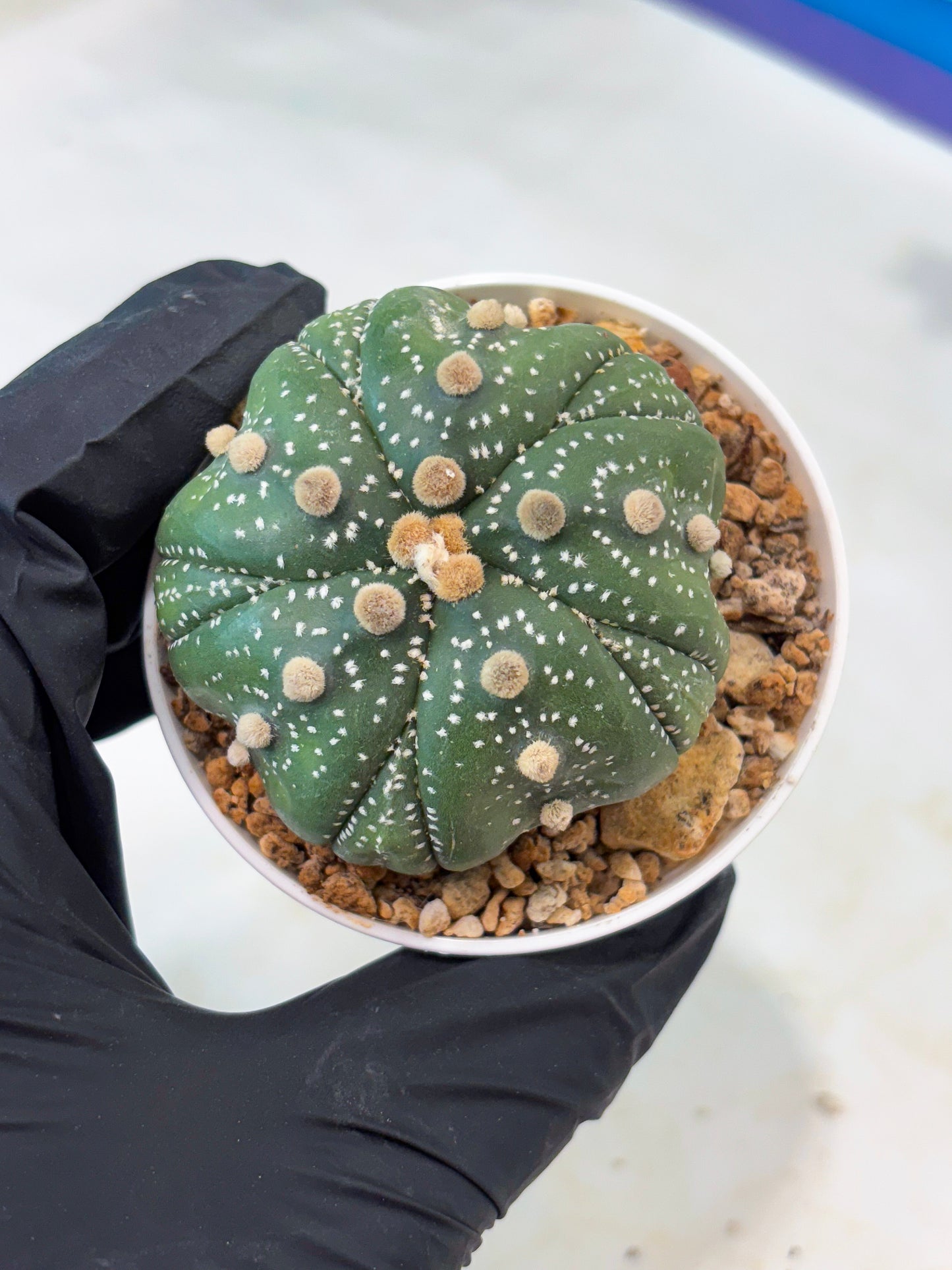 Astrophytum 5-Rib (T11) (y3) | Imported From Taiwan