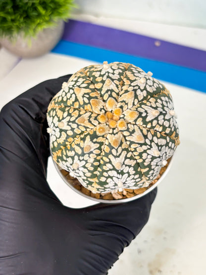 Astrophytum V-Type (at6) (y7) | Rare Star Cactus