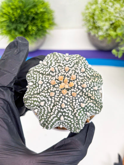 Astrophytum Super Kabuto (t7) (b5) | Imported Plants | 3" Pot