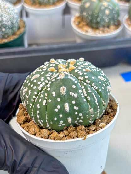 Astrophytum 5-Ribs (at7) (b4) | Living Rocks