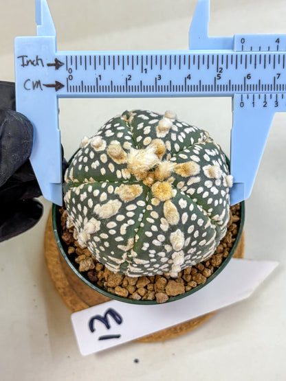 Astrophytum Fukuryu (at8) (13) | Rare Plant | Succulent Cactus