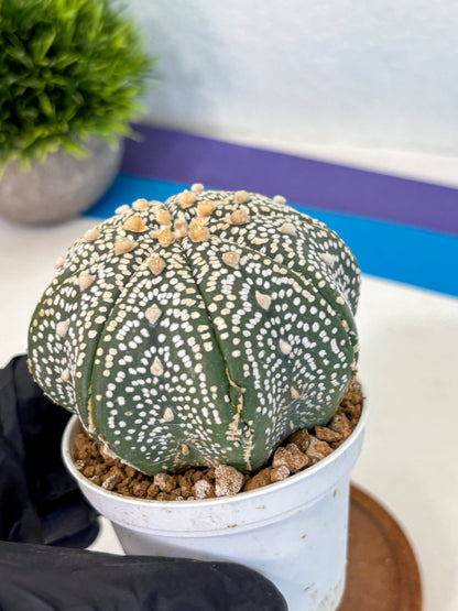 Astrophytum Super Kabuto (at10) (13) | sand dollar cactus